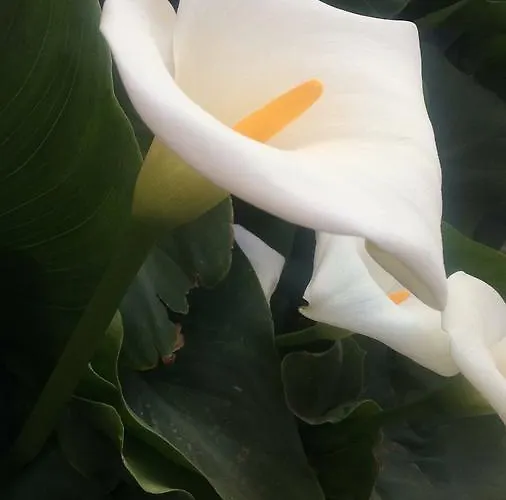 Manzoni Le Castella (Calabria)