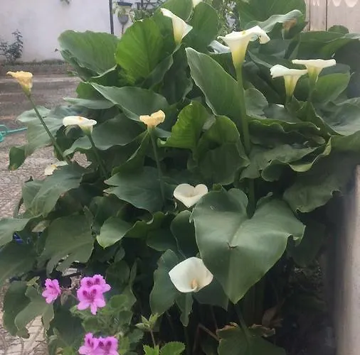 公寓 曼佐尼公寓